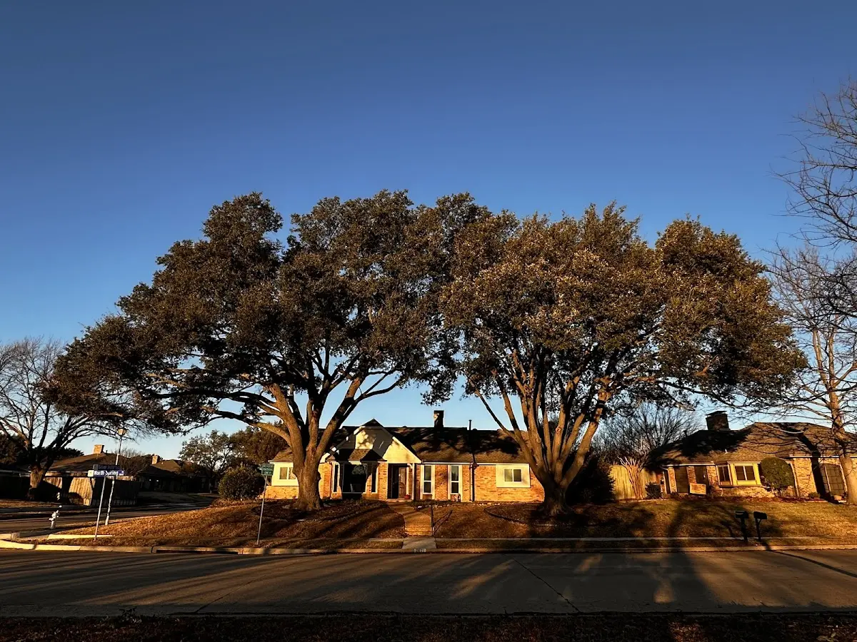 Established residential canopy tree shading a home in Woodbine